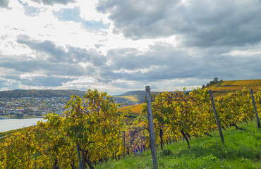 Reben unter bew&ouml;lktem Himmel