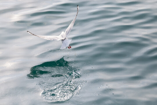 Seagull landing on blue sea water with wings spread and reflection wildlife action nature scene.
