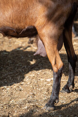 Close-up photo of a goat's udder. Topic: dairy production, animal husbandry, animal care, agriculture