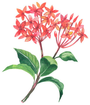 Santan flower. 
Watercolor hand drawing painted illustration.