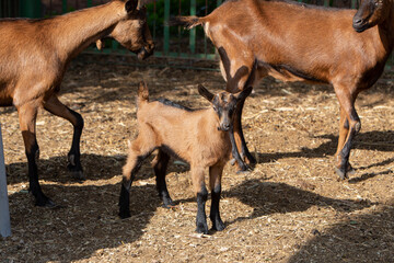 A close-up photo of a young brown goat with black ears. The topic of animal husbandry, animal care and agriculture