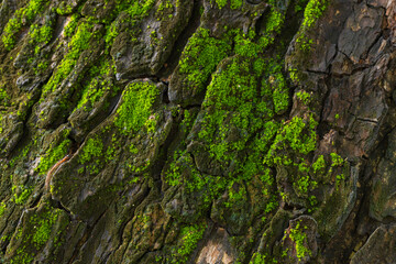 Close-up of Vibrant Green Moss Growing on Old Tree Bark Texture,A detailed macro shot showcasing bright green moss flourishing in the deep ridges and crevices of weathered tree bark. The image highlig