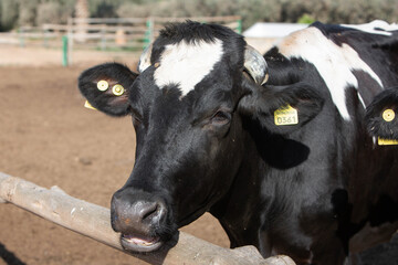 close-up photo of a black and white cow. The topic of animal husbandry