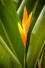 Heliconia golden torch plant, false bird of paradise, peacock’s beak, parrot flower. Picture clicked at Children’s park, Guindy, Chennai, Tamil Nadu, South India, India © Sankarji-3RdEYE