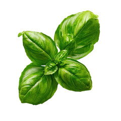 Fresh basil leaves aromatic herb with transparent background 