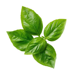 Fresh basil leaves aromatic herb with transparent background 