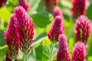 rote Klee Bl&uuml;te