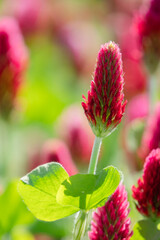 Kleebl&uuml;te scharf freigestellt