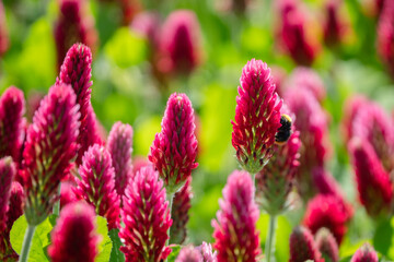 Roter Klee mit Fliegde auf Bl&uuml;te