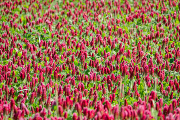 Bl&uuml;ten Meer mit rotem Klee