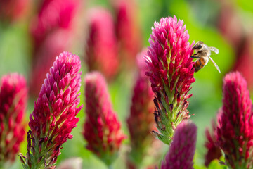 Biene auf Bl&uuml;te vom roten Inkarnatklee