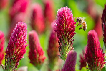 landende Biene auf Bl&uuml;te vom roten Inkarnatklee