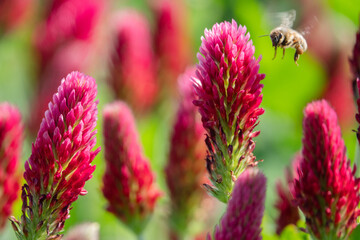 Inkarnatklee Bl&uuml;te und Biene fliegend