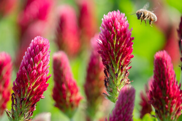 Inkarnatklee mit fliegender Biene