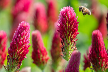 landende Biene auf Bl&uuml;te vom roten Inkarnatklee
