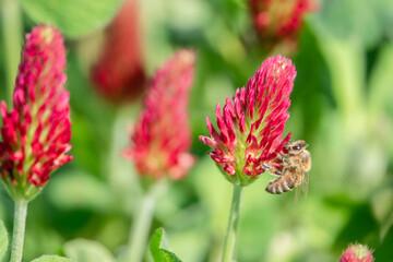 Nektar saugende Biene auf Inkarnatklee