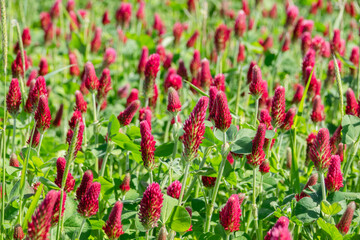 Feld mit Inkarnatklee