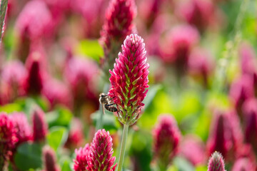 fokus Bl&uuml;te roter Klee mit Honigbiene