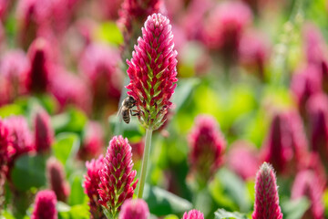Bl&uuml;te Inkarnatklee mit anfliegender Biene