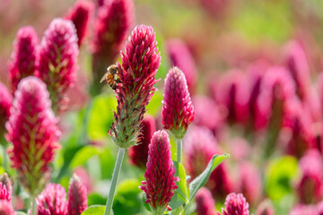 Inkarnatklee mit sitzender Biene beim sammeln
