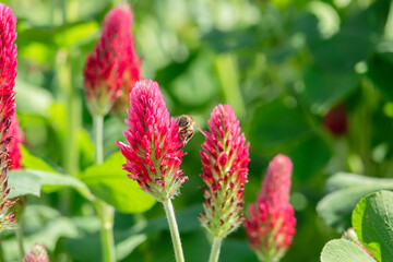 Inkarnatklee mit Biene die Nektar sammelt