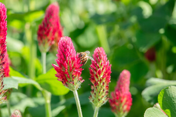Inkarnatklee mit Biene beim Nektar sammeln