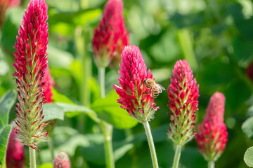 Inkarnatklee mit sitzender Biene