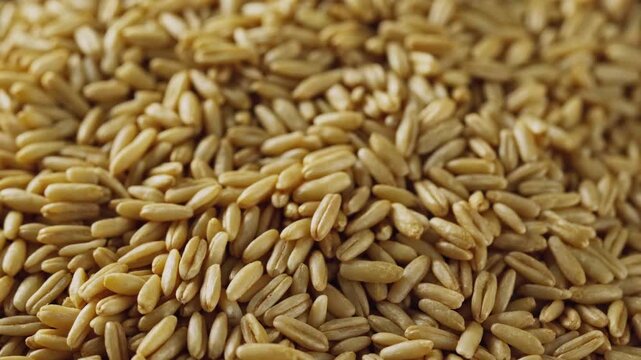 closeup macro whole oat groat texture background rotation turntable food video footage