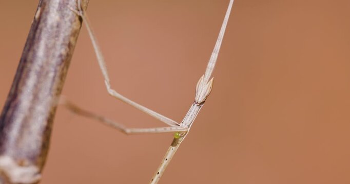 A small green spider walks onto an Indian Grass Mantis before falling off in a quick escape.