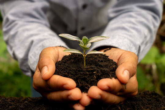 Close-up of human hands cupping and protecting a young green plant in soil, symbolizing sustainable growth, environmental care, and corporate social responsibility (CSR) concepts.