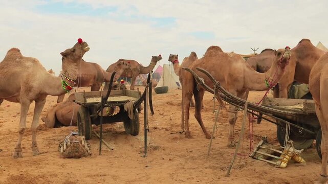 Camels at the Pushkar Fair, also called the Pushkar Camel Fair or locally as Kartik Mela is an annual multi-day livestock fair and cultural held in the town of Pushkar Rajasthan, India.