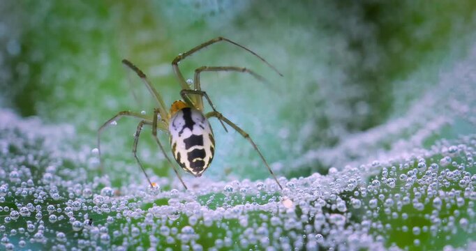 Close-up of spider (Linyphia hortensis) on web eats its prey.