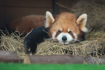 red panda