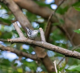 Fototapeta premium Black and White Warbler