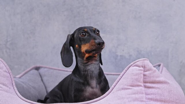 Black dachshund sitting in plush pet bed against grey wallSmall black and tan dachshund sits upright in a plush pink dog bed with raised sides in front of a grey wall, ears relaxed and gaze turned lef