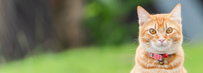 A ginger tabby cat rests outside on grass. The cat has bright eyes and shows interest in its surroundings while wearing a collar. Trees and blurred colors are in the copy space background. © Vladimir Razgulyaev