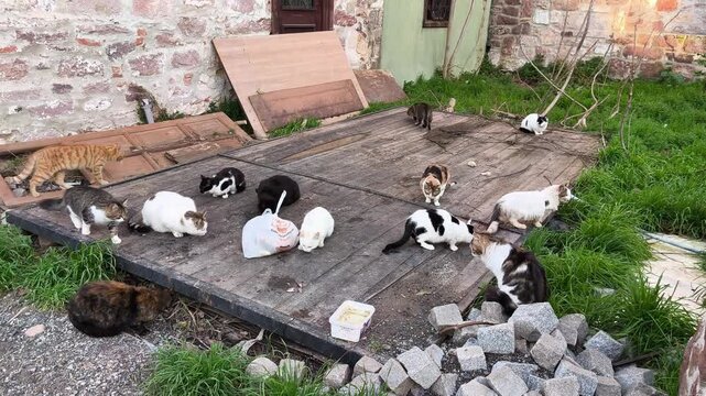 Stray Cats Eating Food in Urban Empty Lot: Homeless Animals Care and Street Life Concept