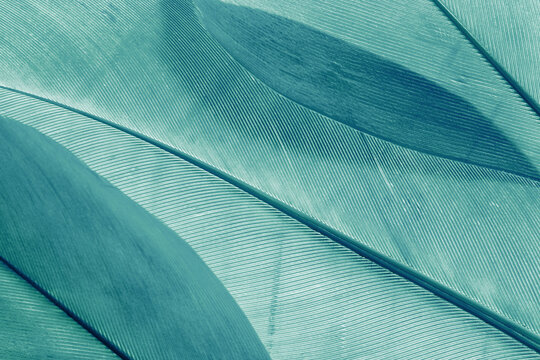 Aesthetic nature closeup pattern from bird feathers, natural texture as organic background, wallpaper, backdrop, design concepts. Vivid monochrome gradient green blue color. Minimal trend photo.