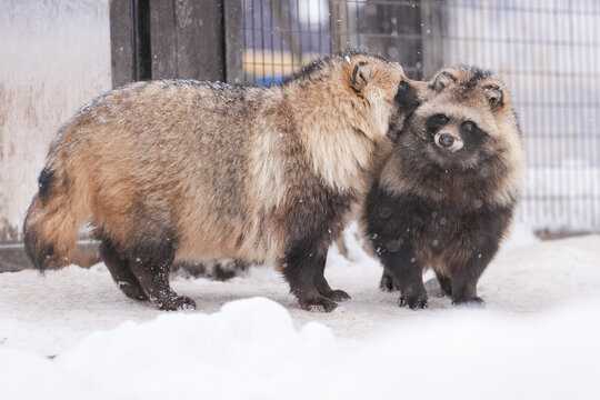 Raccoon dog 