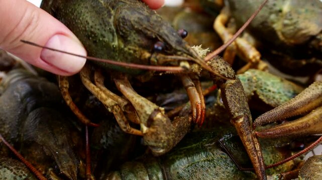 Female hand taking fresh raw crayfish close up