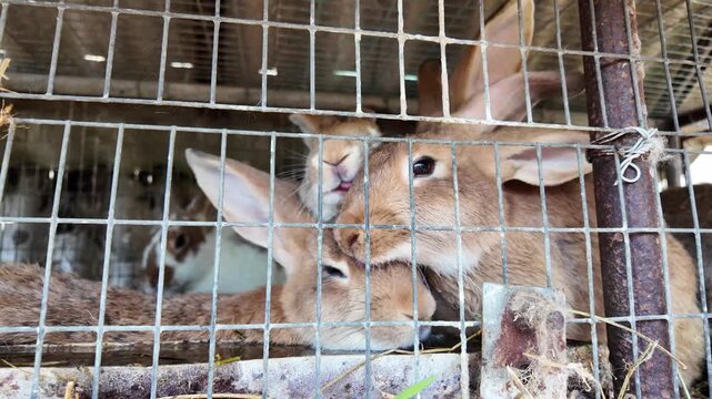 Rabbits inside a compact metal cage on a family-run countryside farm. The scene reflects quiet rural routines and basic small-scale animal raising.