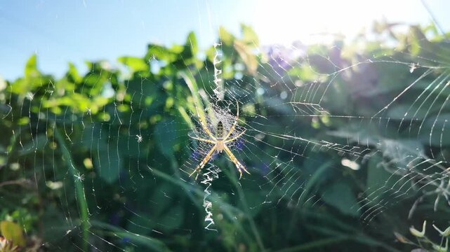 A wasp spider (Argiope bruennichi) resting on its web, gently swaying in the wind. The close-up view reveals its distinct striped body pattern, with soft green natural blurred background.