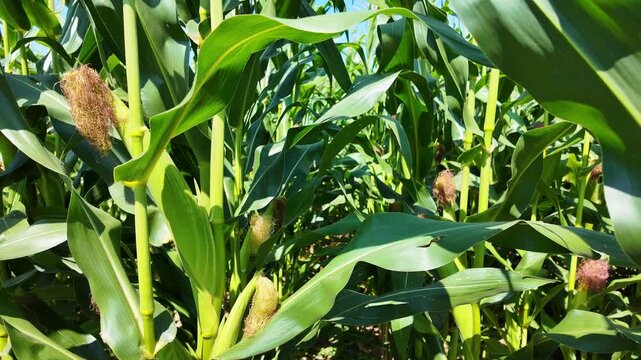 A sunlit corn field with green plants, and developing ears of corn gently swaying in the wind. Camera captures the natural movement and the peaceful rural atmosphere of a growing maize field.