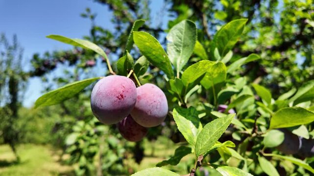Blue plums orchard. Organic gardening.