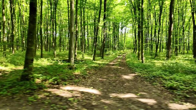 Fast lateral camera movement through a forest, creating the impression of shooting from a car window.