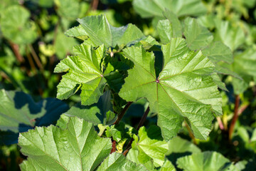 Malva sylvestris. Common Mallow - Malva sylvestris plant © Esin Deniz