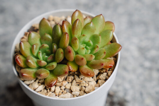 Koeran cultivation hybrid succulent plant Graptoveria Pink Ruby, hybridization of graptopetalum and echeveria
