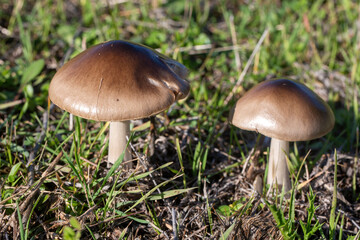 A wild mushroom species in nature