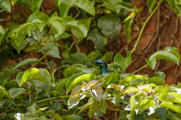 Colibri perch&eacute; sans un jardin &agrave; Madagascar