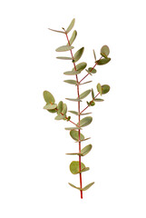 Green eucalyptus leaves bouquet on a white background. top view. eucalyptus branch poster.Minimal floral card